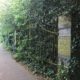 Iron gate covered in ivy preventing it from being open